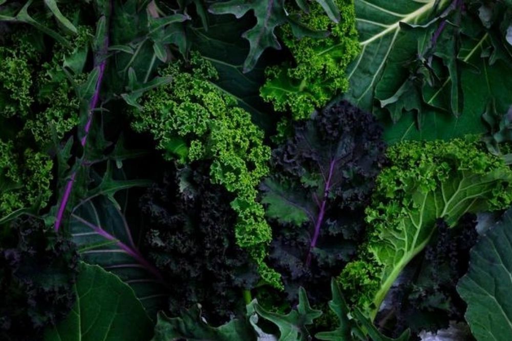 Yuk, Berkebun! 8 Bibit Tanaman Sayuran yang Mudah Dirawat untuk Pemula