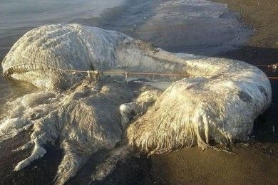 7 Makhluk Aneh Pernah Terdampar Pantai, Bikin Heboh