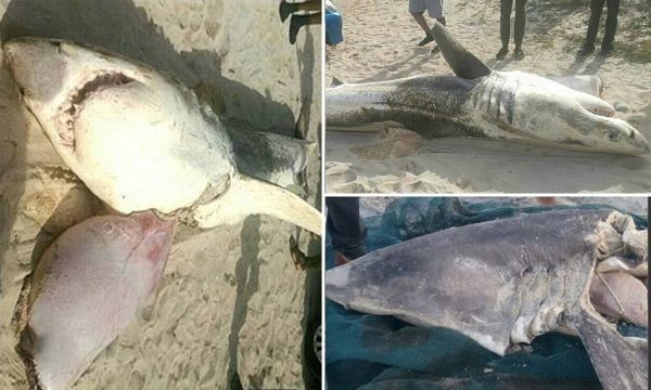 7 Makhluk Aneh yang Pernah Terdampar di Pantai, Bikin Heboh