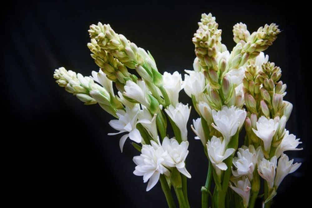 Dijadikan Bahan Baku Parfum, 5 Bunga ini Memiliki Aroma Seperti Buah