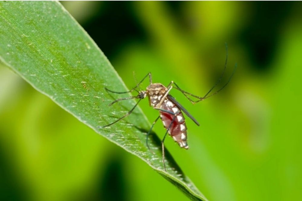 6 Penyebab Banyak Nyamuk di Rumah dan Cara Mencegahnya