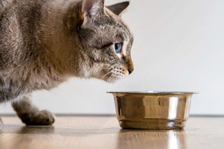 12 Potret Kocak Kucing Pas Rebutan Makanan Sama Manusia