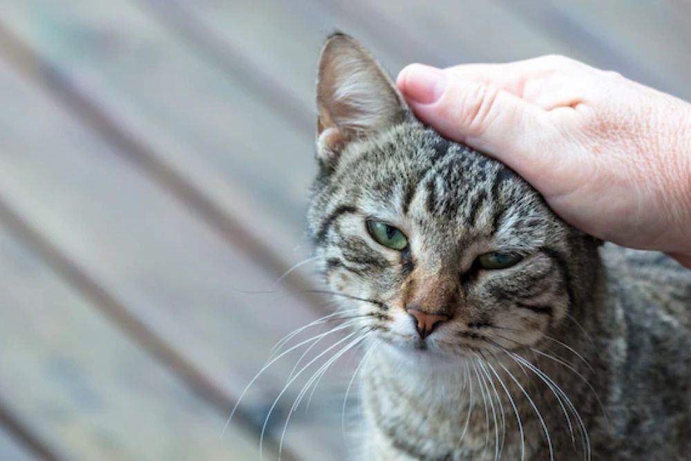 8 Cara Menjinakkan Kucing Peliharaan di Rumah