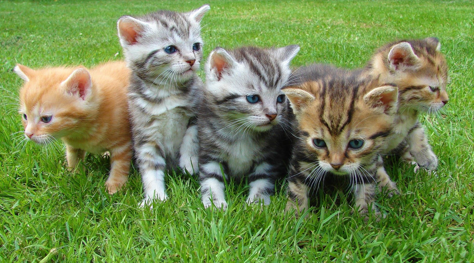 5 Tips Mengatasi Ketakutan Kucing di Tempat Baru