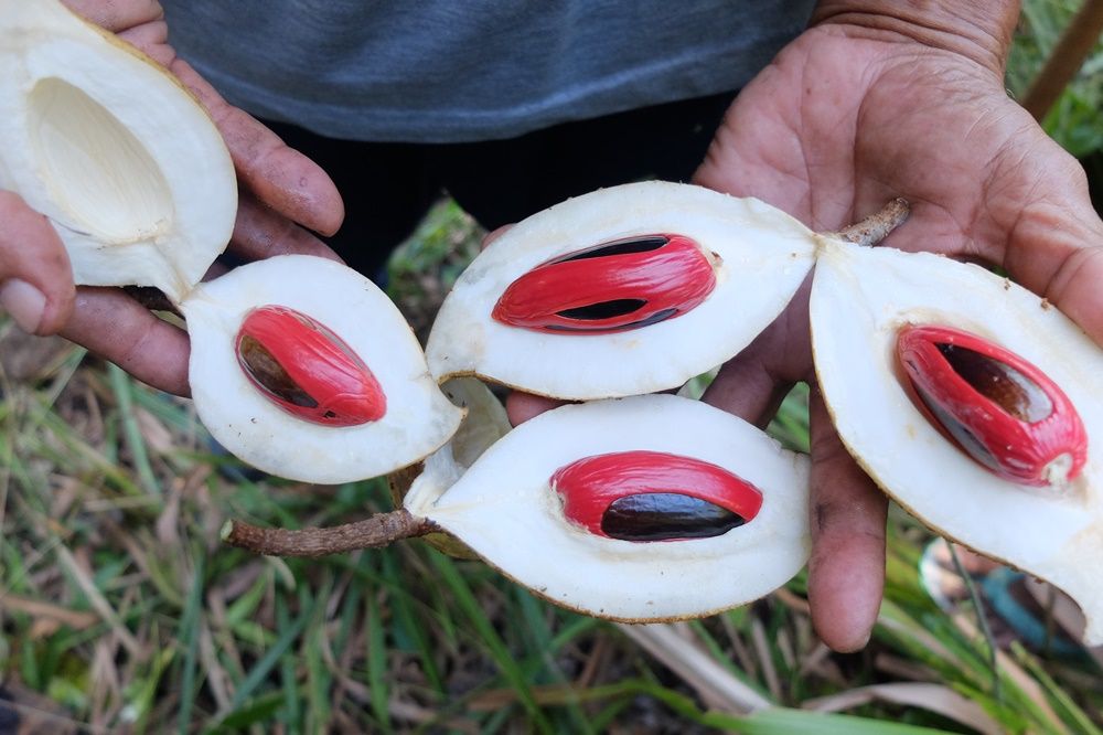 Ternyata Cocok Jadi Dessert, ini 5 Fakta Buah Pala Papua