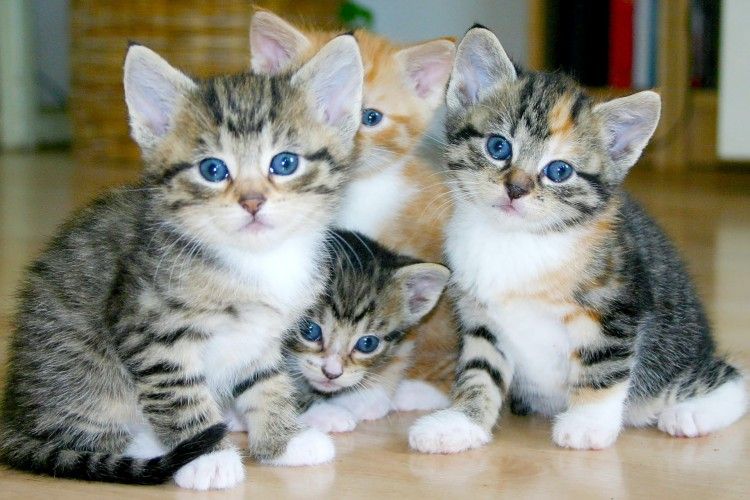 7 Cara Mudah Merawat Anak Kucing Tanpa Induk, Siap Mengadopsinya?