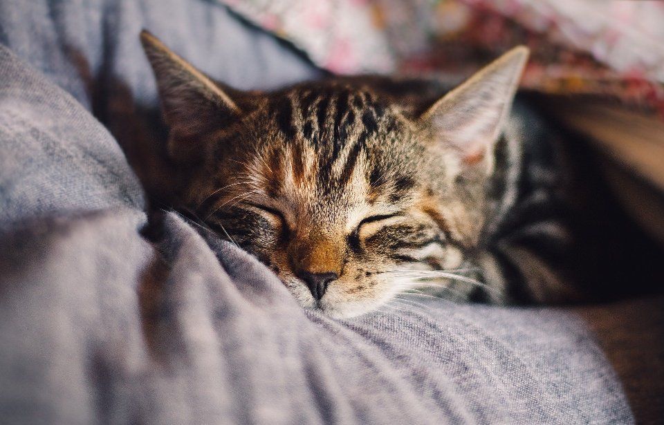 21 Fakta Menarik Kucing yang Membuatmu Makin Sayang!
