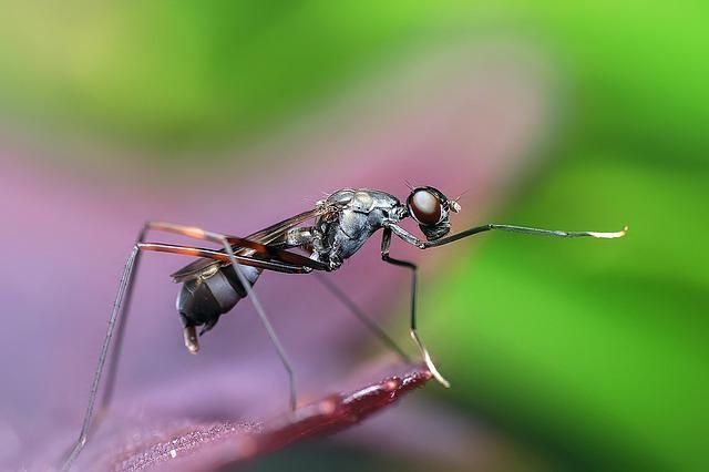 7 Cara Mengusir Semut Anti Ribet, Ketahui Penyebabnya
