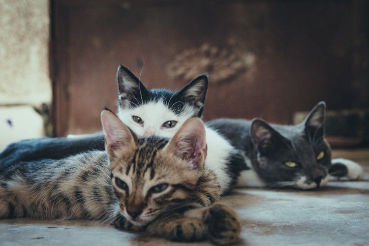 Sadarkah Kamu? Ini 5 Tanda Kucing Membencimu!