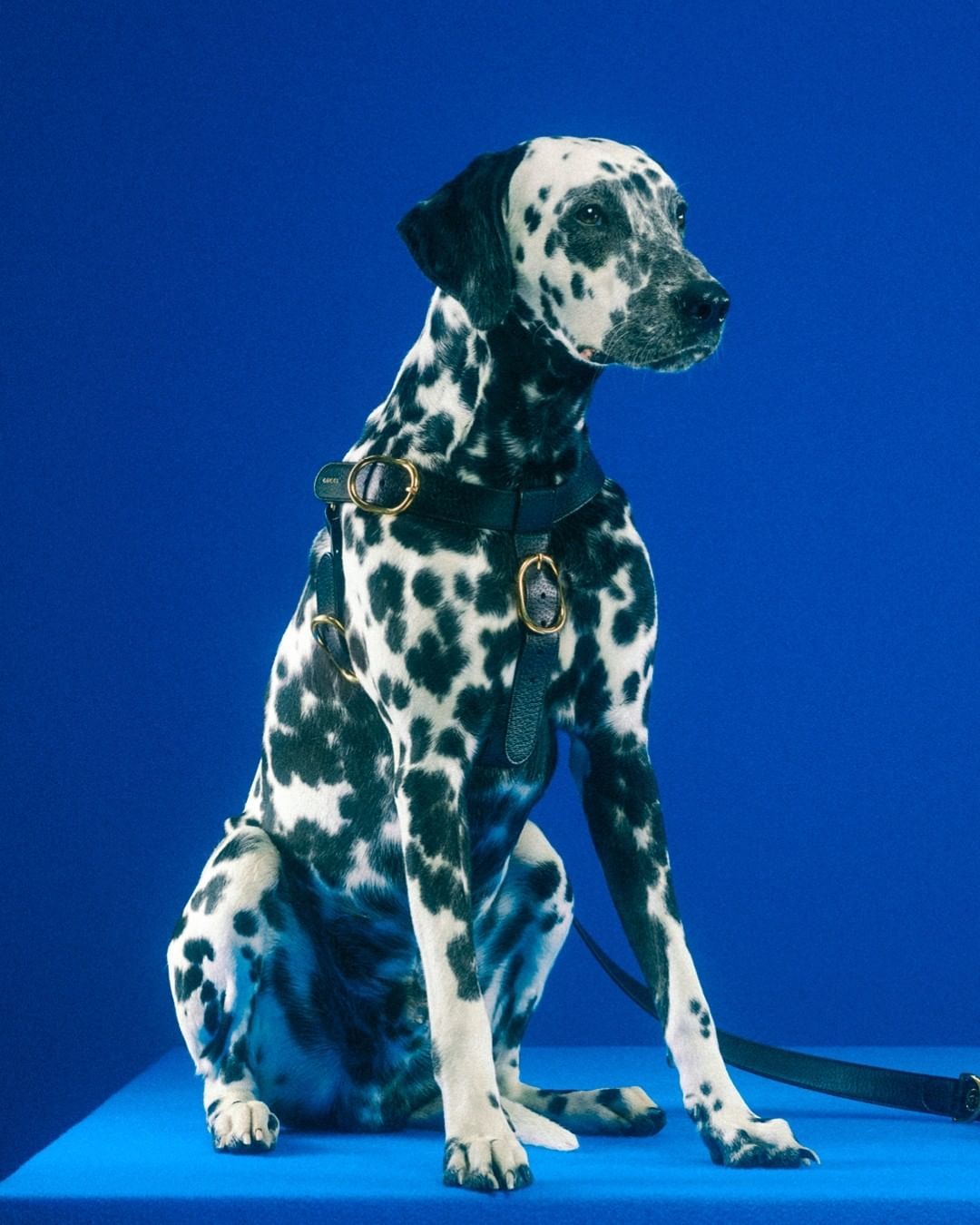 Gucci Rilis Pet Collection, Aksesori Mewah untuk Hewan Peliharaan
