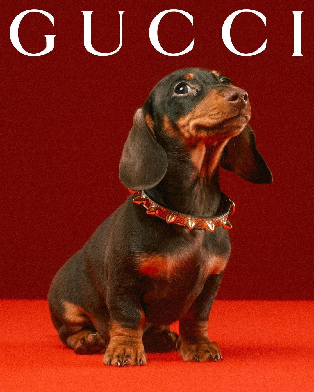 Gucci Rilis Pet Collection, Aksesori Mewah untuk Hewan Peliharaan