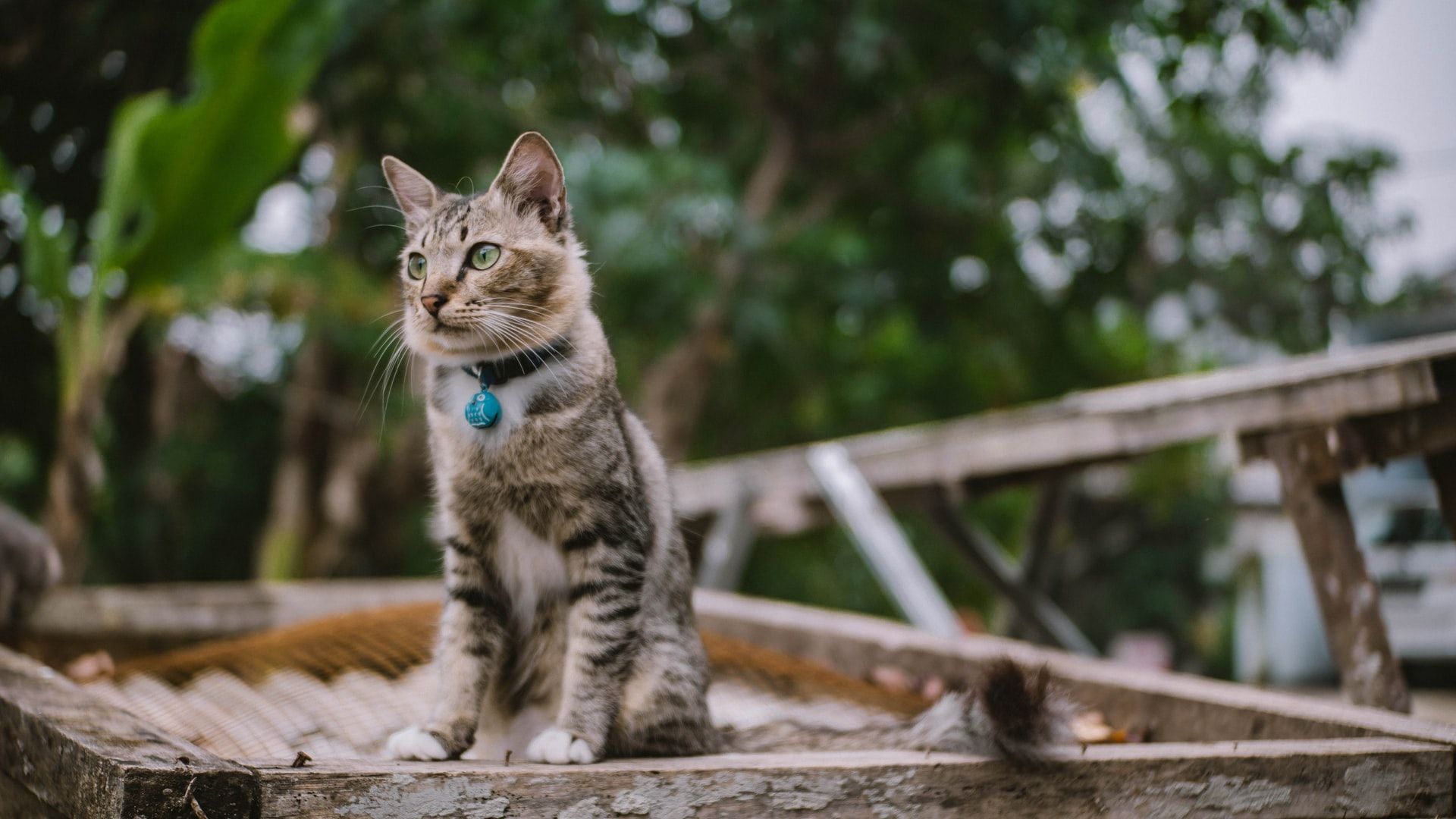 5 Cara Menjinakkan Kucing Liar, Dijamin jadi Manja dan Penurut