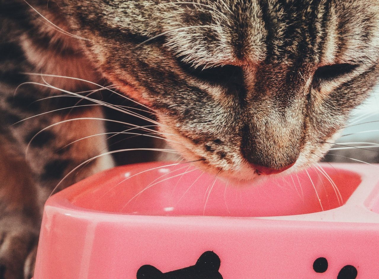 Nyam! Ini 7 Rekomendasi Makanan untuk Anak Kucing