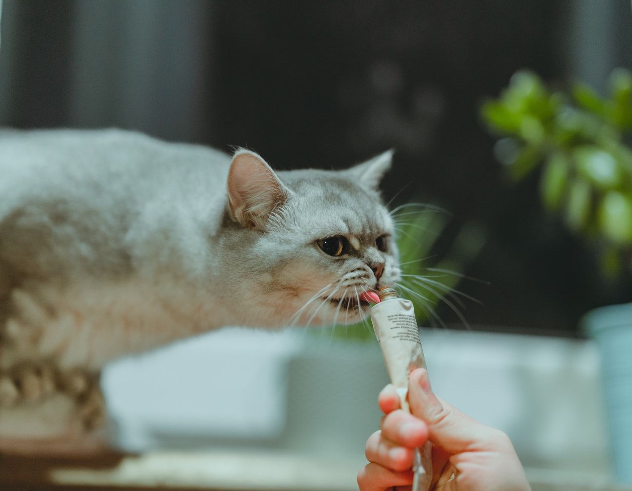Nyam! Ini 7 Rekomendasi Makanan untuk Anak Kucing