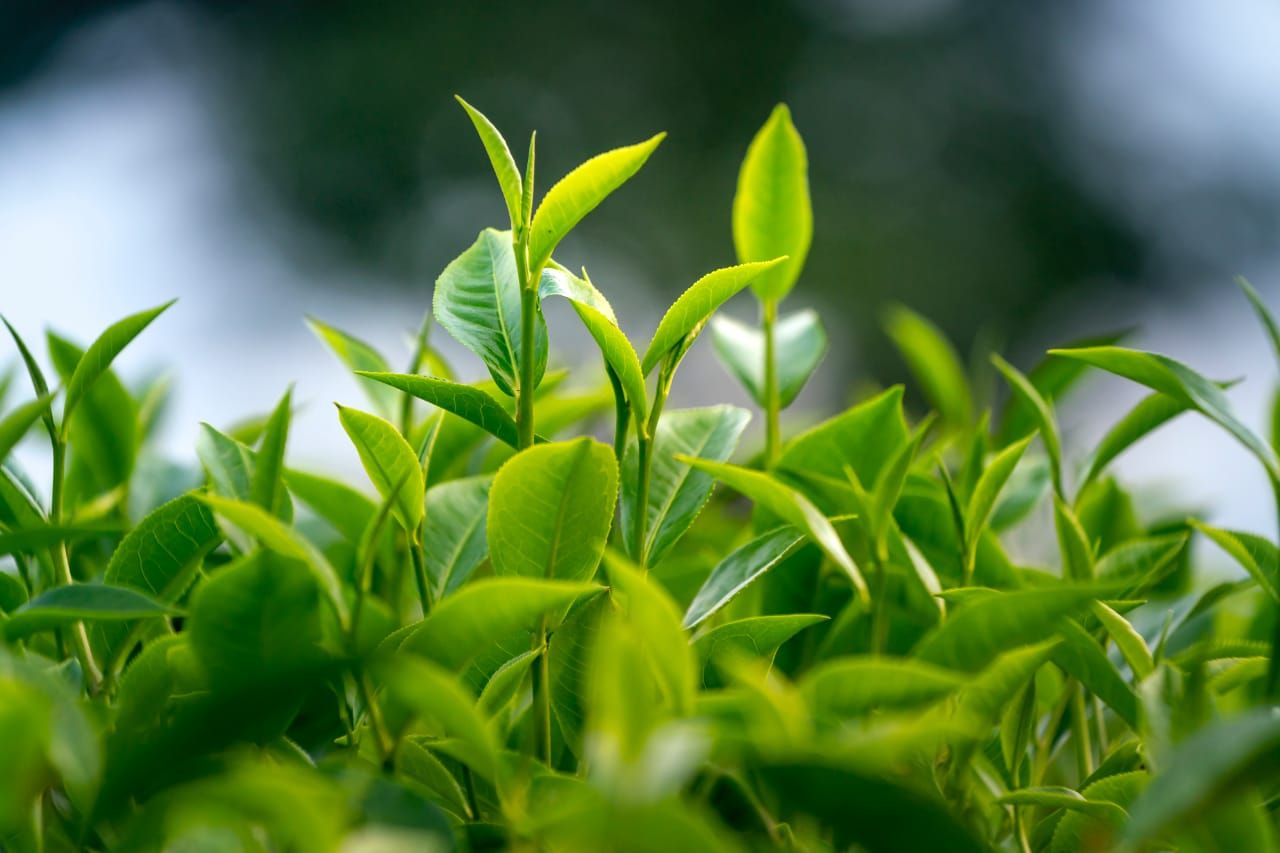 Serupa Tapi Beda, Ini 7 Perbedaan Green Tea dengan Matcha! 