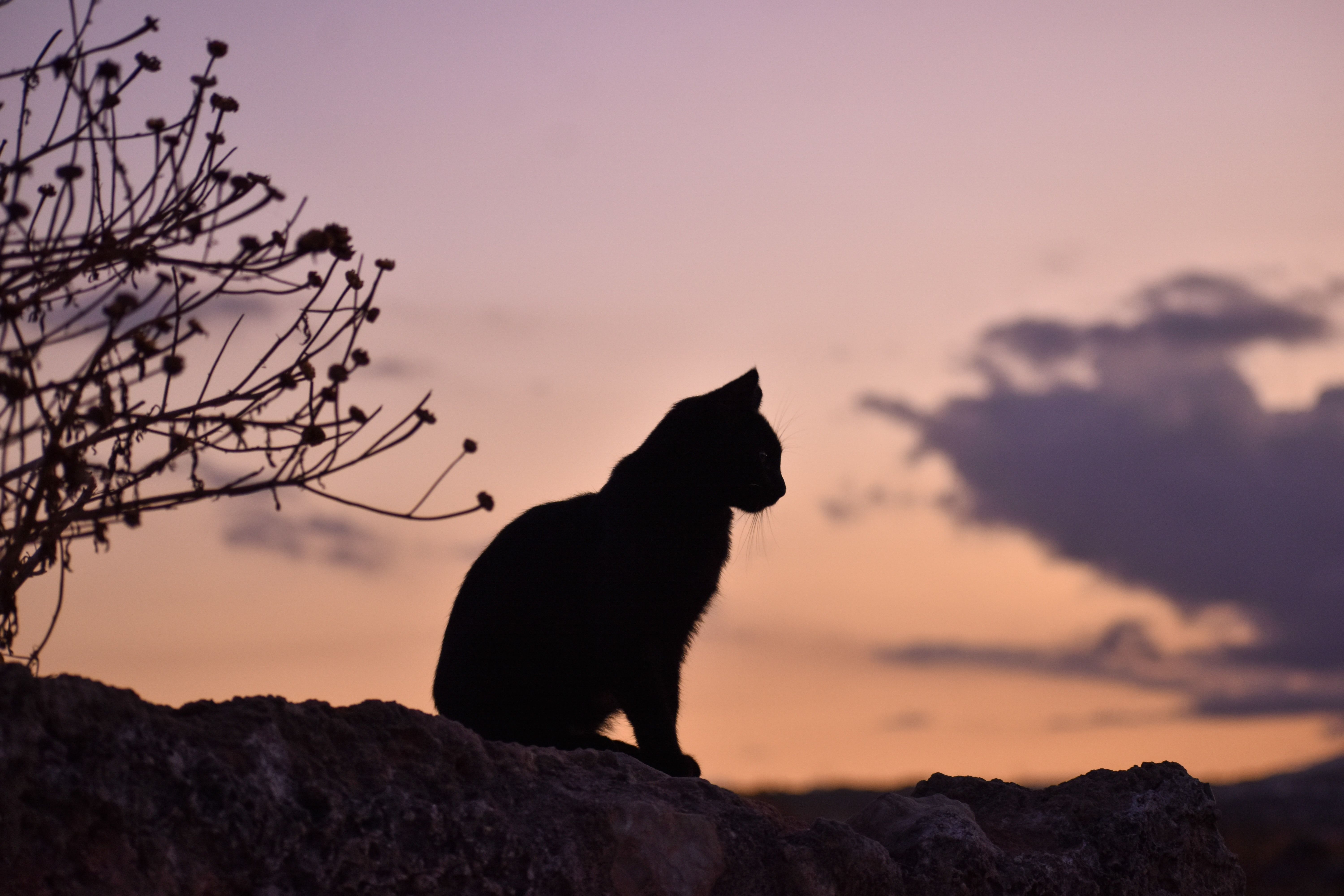 Dianggap Bawa Hoki, Berikut 7 Fakta Menarik Kucing Hitam