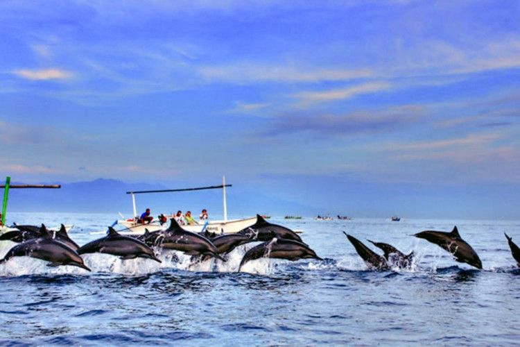 7 Perairan Cantik Indonesia untuk Lihat Lumba-lumba