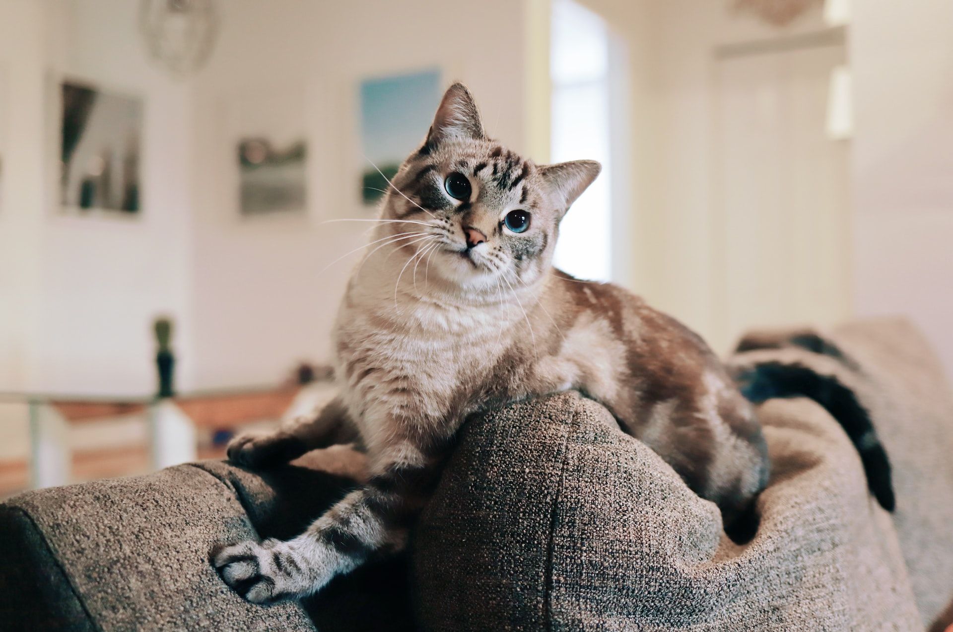 7 Perabotan Rumah yang Sering Dirusak Kucing, Siap-Siap Reparasi!