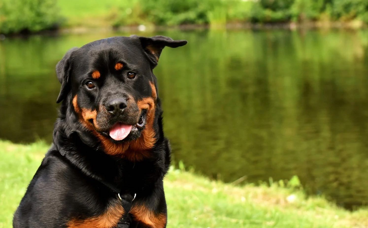 Berharga Fantastis, Berikut 10 Anjing Termahal di Dunia