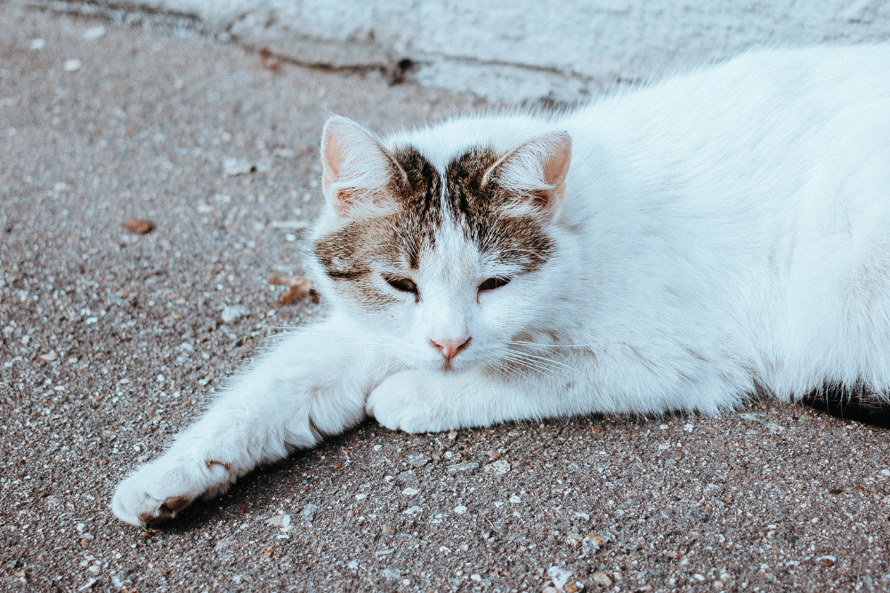 Mengenal Cerebellar Hypoplasia, Gangguan Keseimbangan Pada Kucing