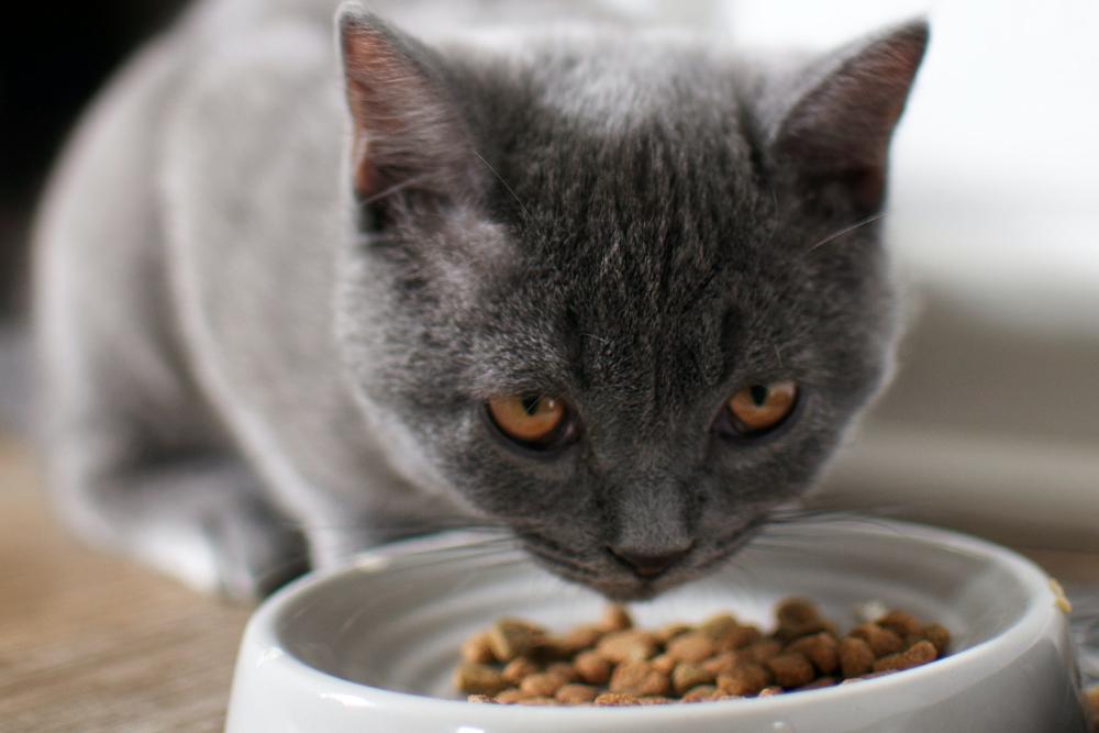 10 Arti Bermimpi Kucing yang Perlu Kamu Ketahui