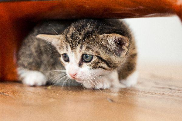 10 Arti Bermimpi Kucing yang Perlu Kamu Ketahui