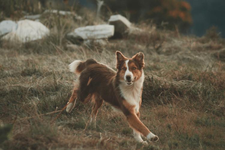 Giardiasis en perros