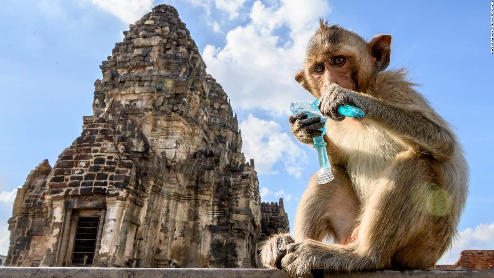 Menengok Semaraknya Festival Monyet Lopburi di Thailand