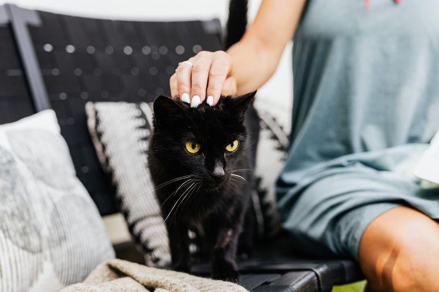 10 Arti Bermimpi Kucing yang Perlu Kamu Ketahui