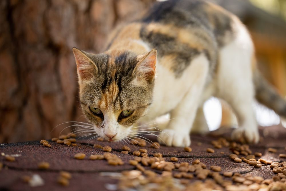 Bikin Hatimu Luluh, 7 Alasan Kucing Liar Terus Mengikutimu