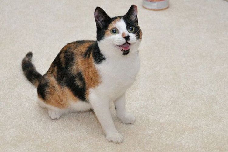 Пол трехцветного котенка. Черепаховая кошка Калико. Трехцветные кошки Калико. Порода Калико. Calico кошка.